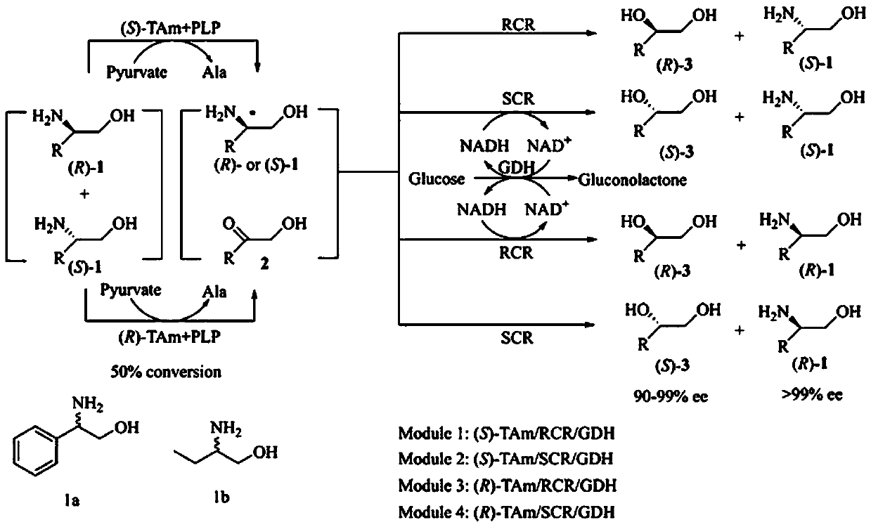 Method for simultaneously preparing chial ortho-alkamine and chial diol through whole-cell biological catalysis