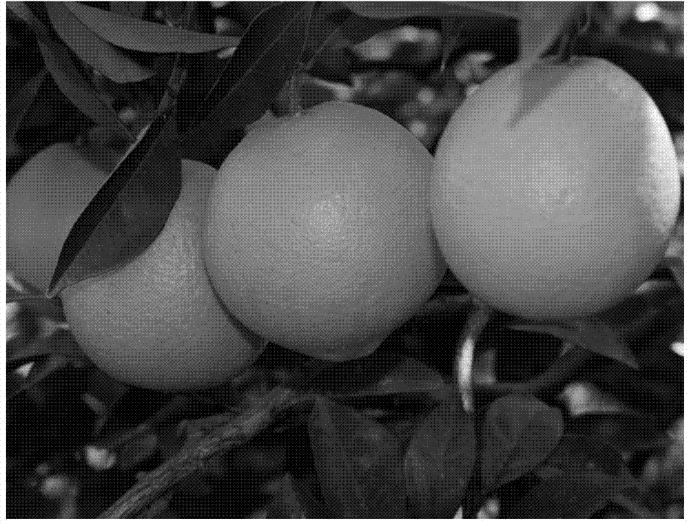 Navel orange image segmenting method based on adaptive step size harmony search algorithm