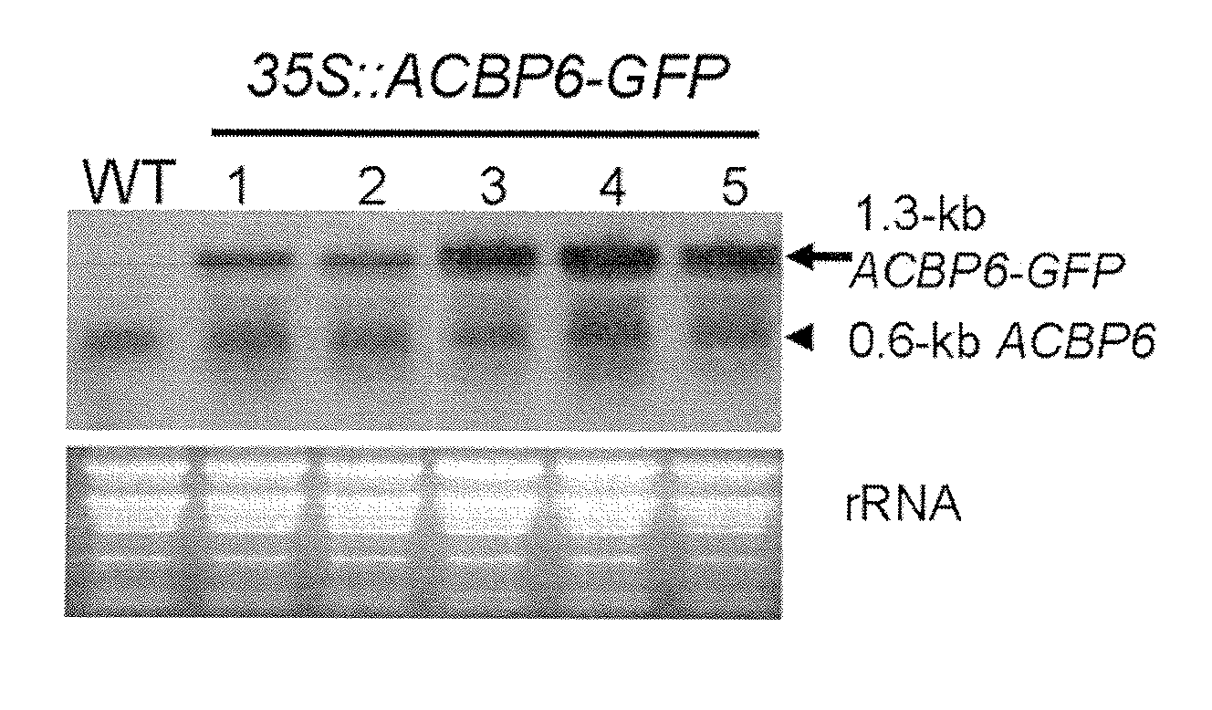 Methods using acyl-coa binding proteins to enhance low-temperature tolerance in genetically modified plants