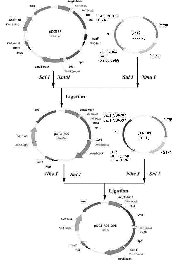 Cre/lox system based method for construction of resistance gene free chromosome integrated recombinant bacillus subtilis expressing D-psicose 3-epimerase