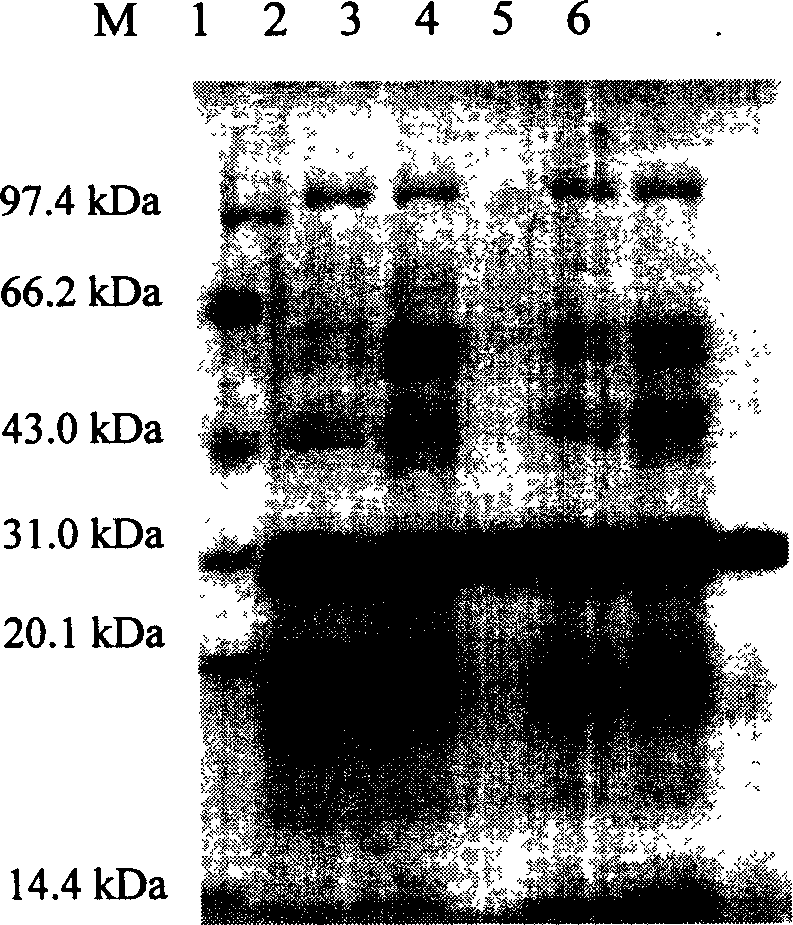 Nucleus factor-kB p50 subunit combination peptide, preparation and application thereof