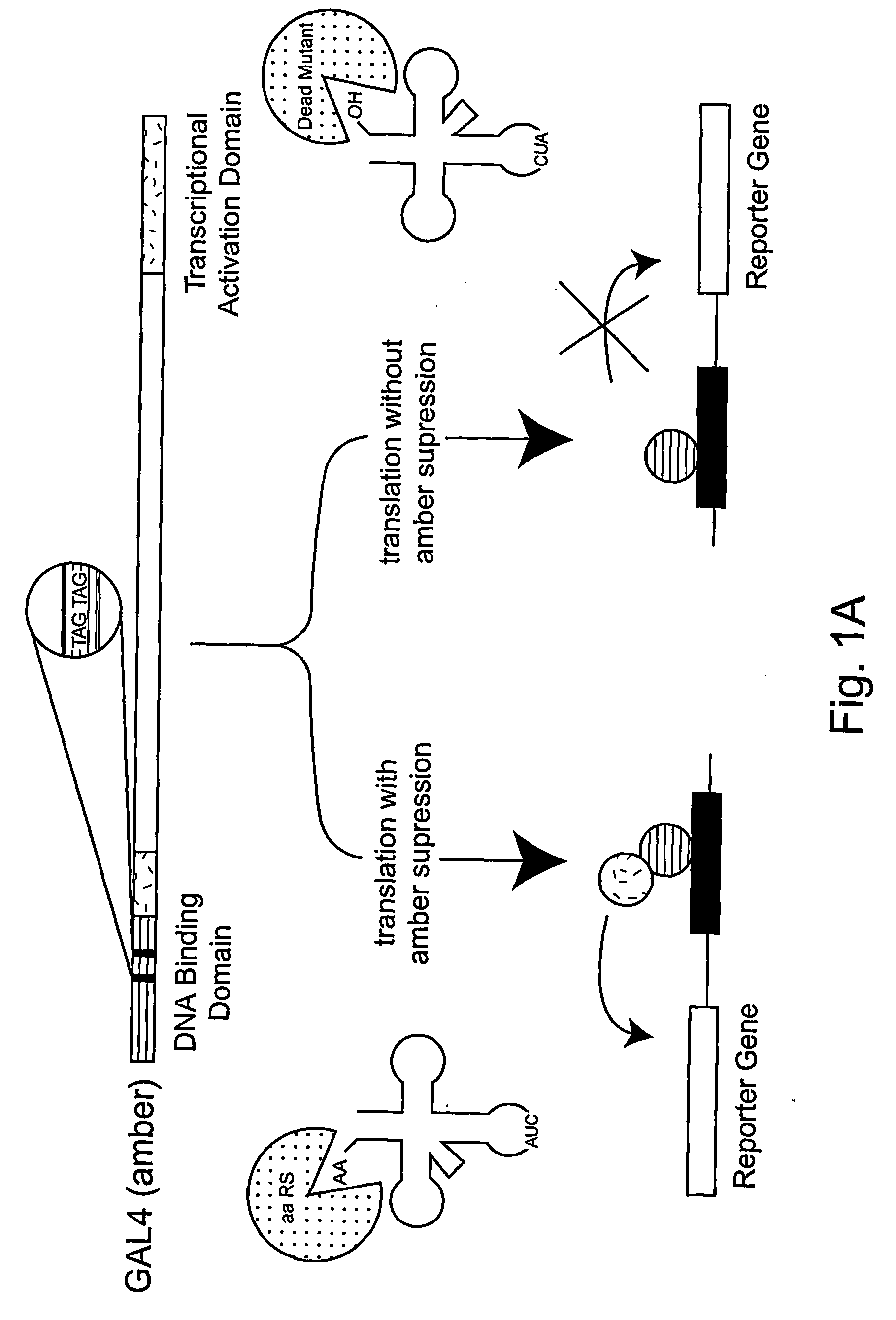 Unnatural reactive amino acid genetic code additions