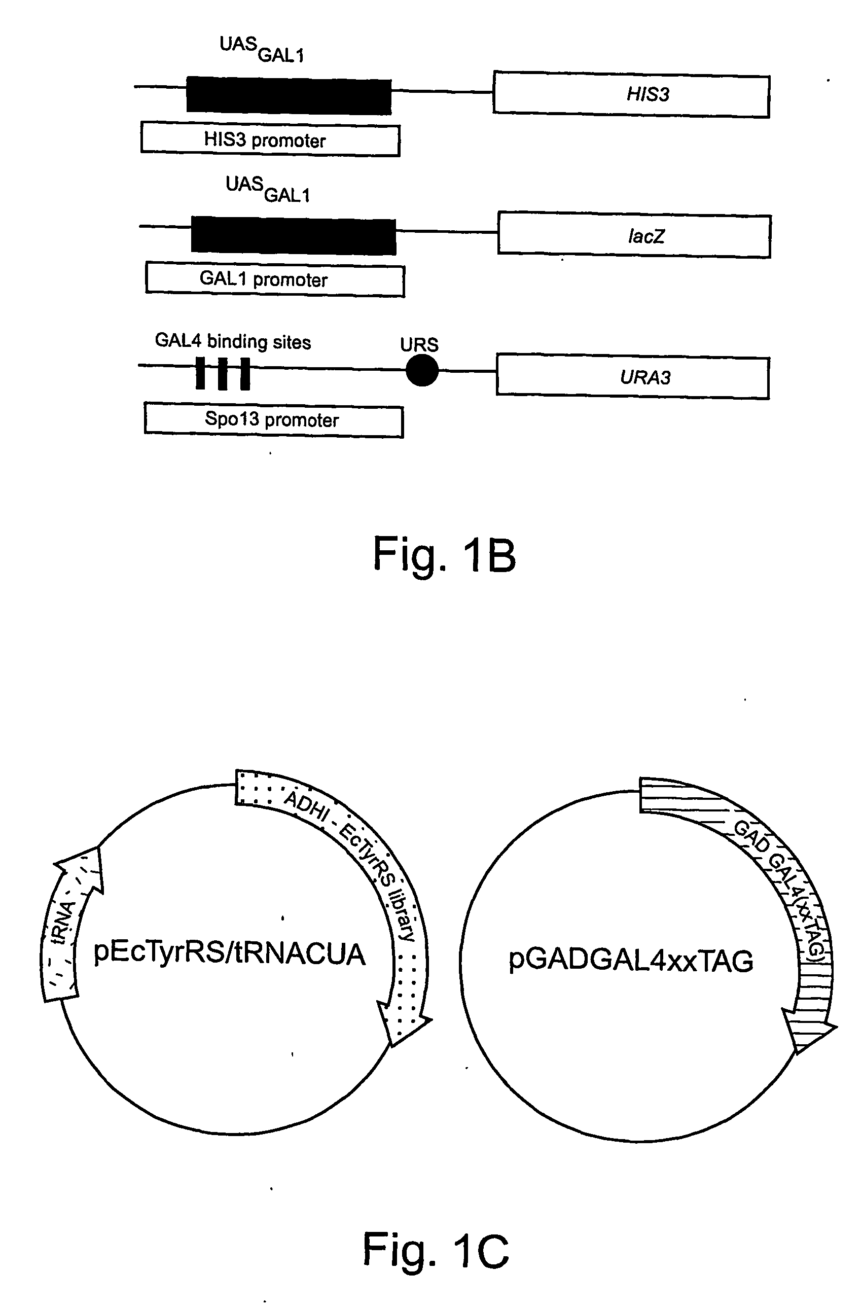 Unnatural reactive amino acid genetic code additions