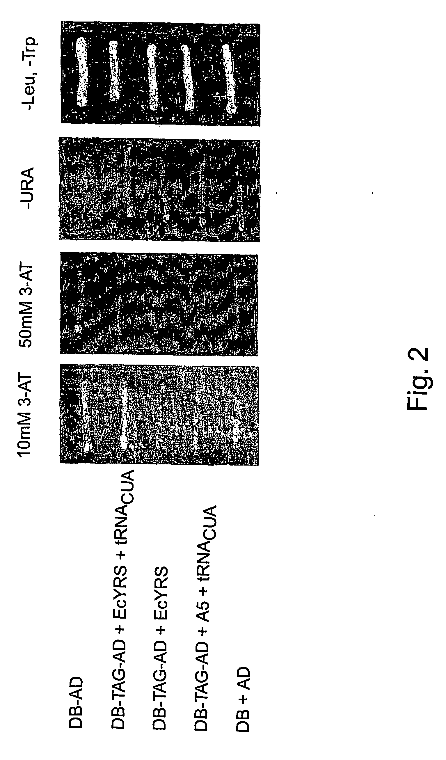 Unnatural reactive amino acid genetic code additions