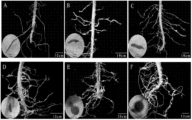 Method for detecting single root knot of enterolobium cyclocarpum meloidogyne and application thereof