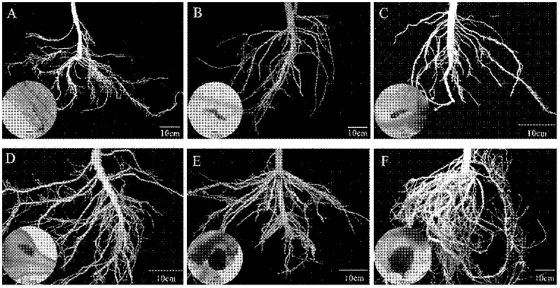 Method for detecting single root knot of enterolobium cyclocarpum meloidogyne and application thereof