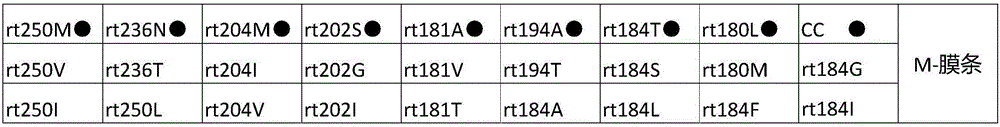 Nucleic acid membrane strips and kits for hbv typing and drug resistance mutation gene detection