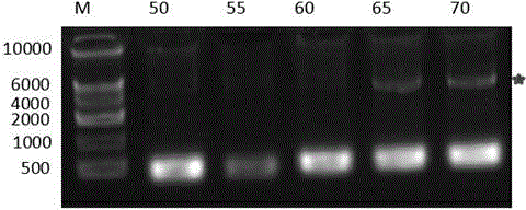 Method for preparing Cas9 protein capable of being used for embryo injecting and knockout mice preparing