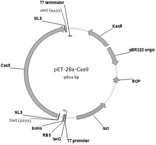 Method for preparing Cas9 protein capable of being used for embryo injecting and knockout mice preparing