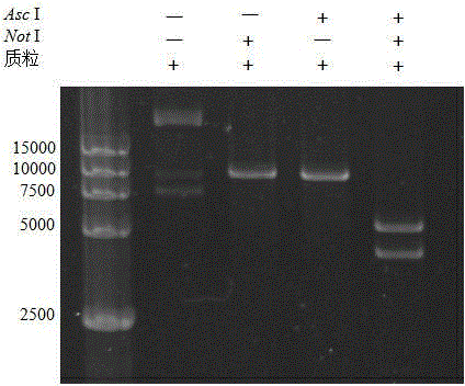 Method for preparing Cas9 protein capable of being used for embryo injecting and knockout mice preparing