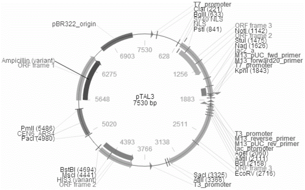 Pair of TALENs for efficiently editing rice WAXY gene, and identification targeting site and application thereof