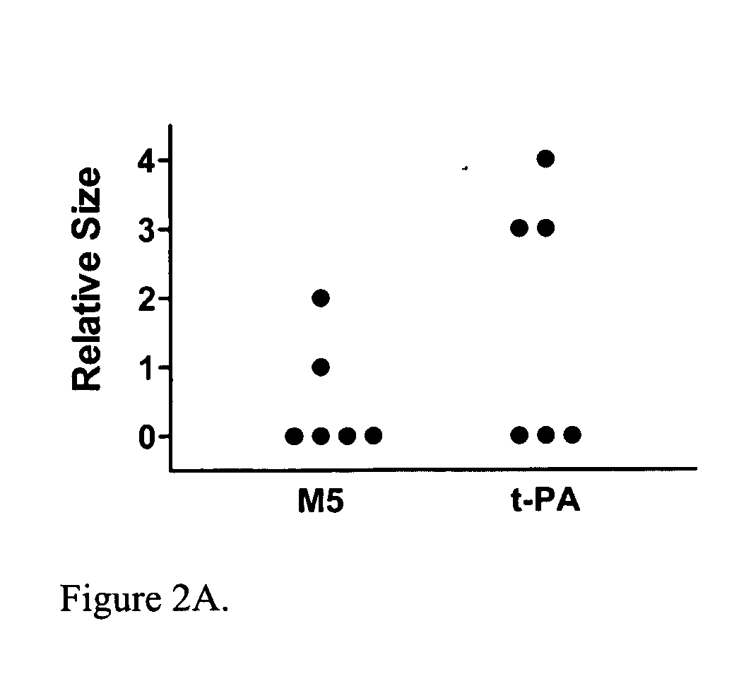 C-1 inactivator inhibits two-chain urokinase mutant and limits hemostatic bleeding during thrombolysis