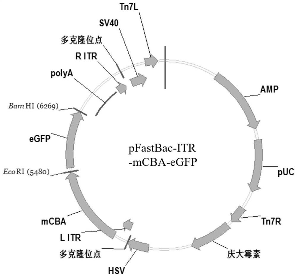 Packaging method for constructing oncolytic adeno-associated virus oAAV-SP-GSDM-NT for expressing pyroptosis protein and application of oncolytic adeno-associated virus oAAV-SP-GSDM-NT