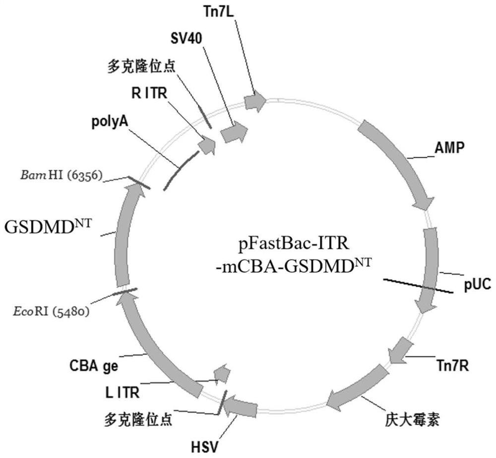 Packaging method for constructing oncolytic adeno-associated virus oAAV-SP-GSDM-NT for expressing pyroptosis protein and application of oncolytic adeno-associated virus oAAV-SP-GSDM-NT