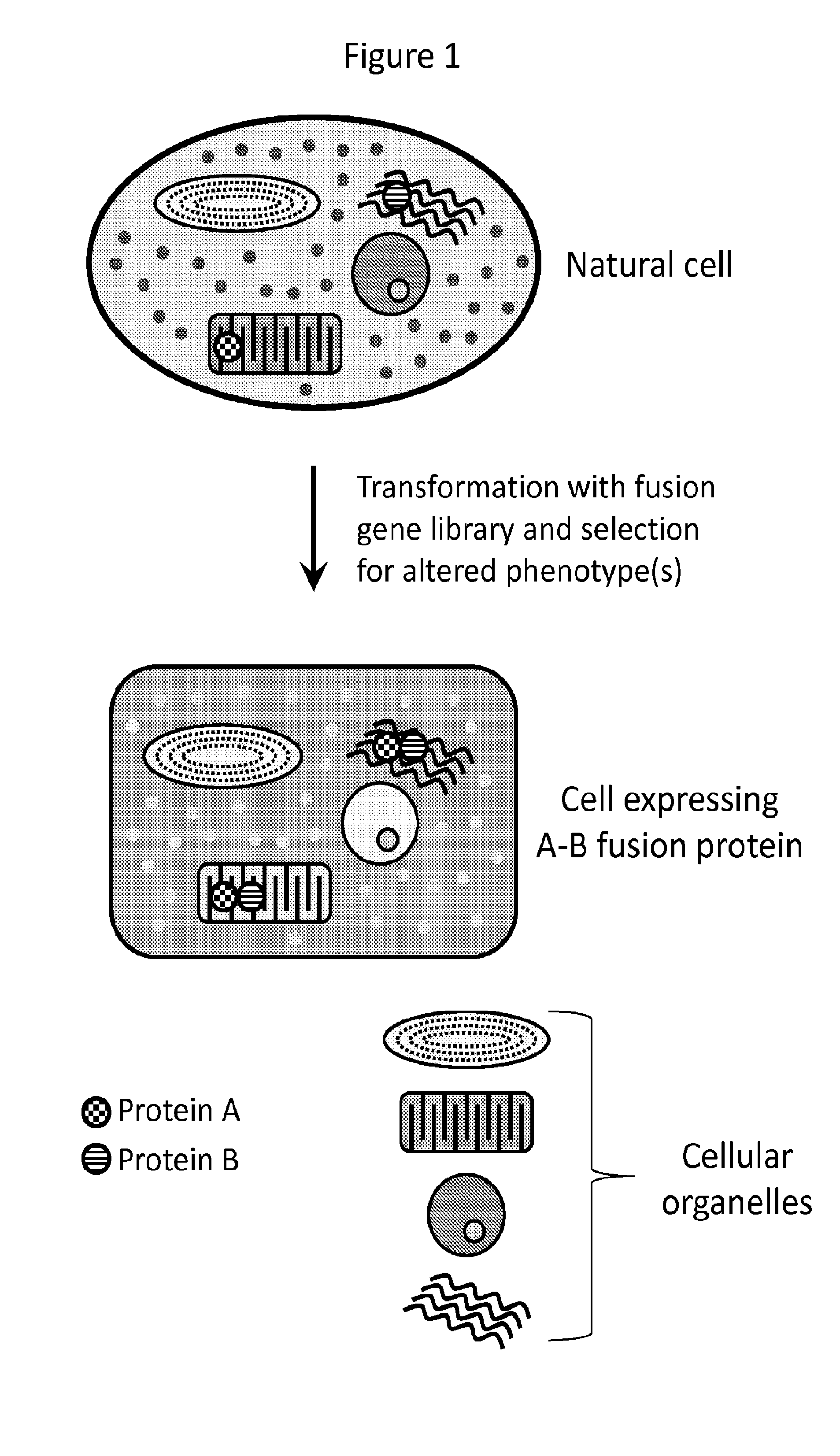 Compositions and methods for creating altered and improved cells and organisms