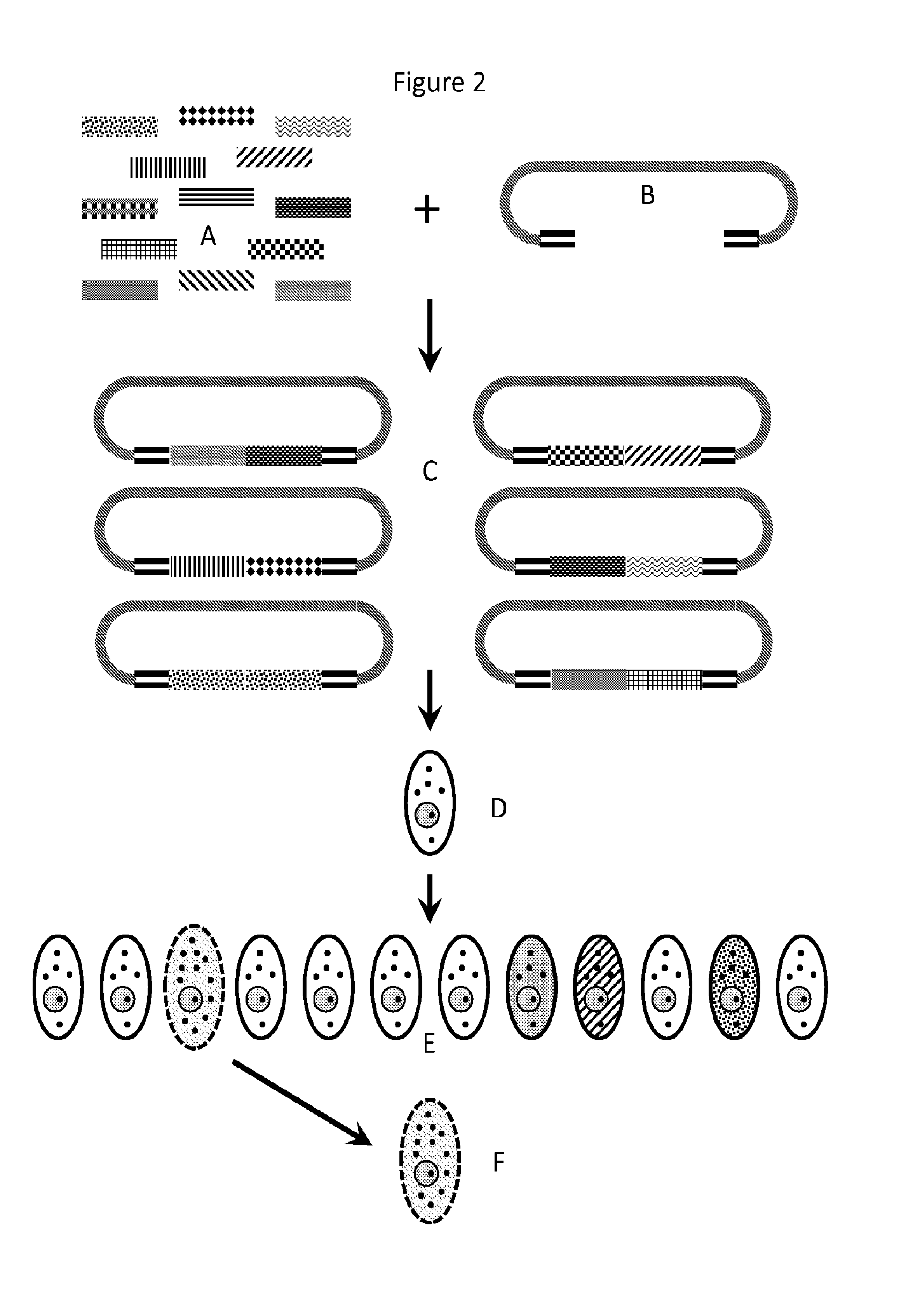 Compositions and methods for creating altered and improved cells and organisms