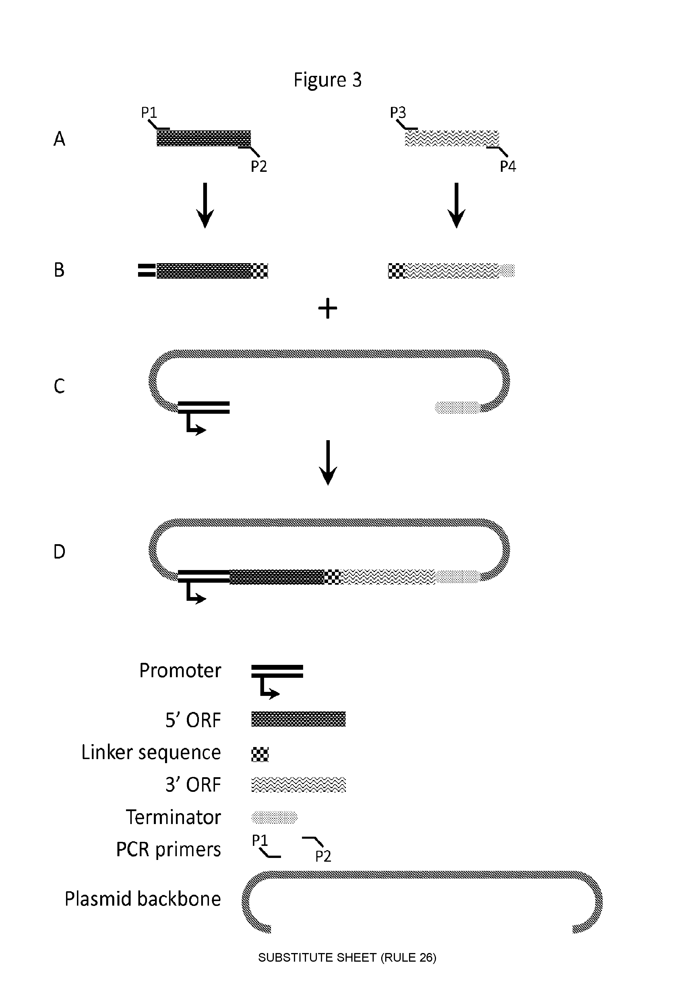 Compositions and methods for creating altered and improved cells and organisms