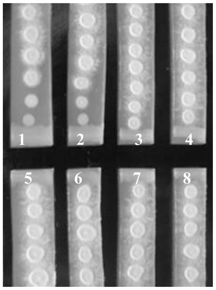 Pseudomonas fluorescens and its biological agent and its application in the control of sugarcane whip smut