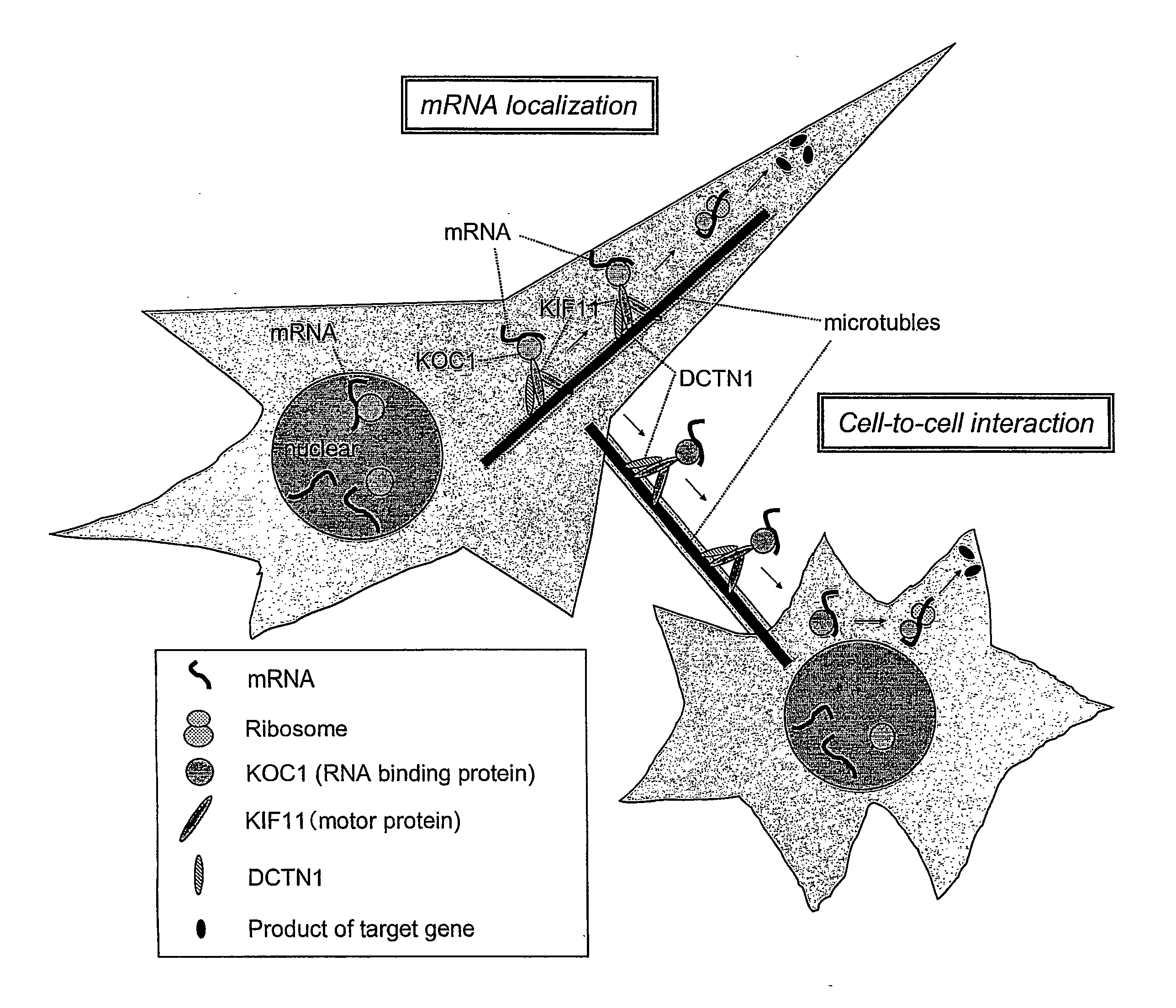 Method for Diagnosing Non-Small Cell Lung Cancer