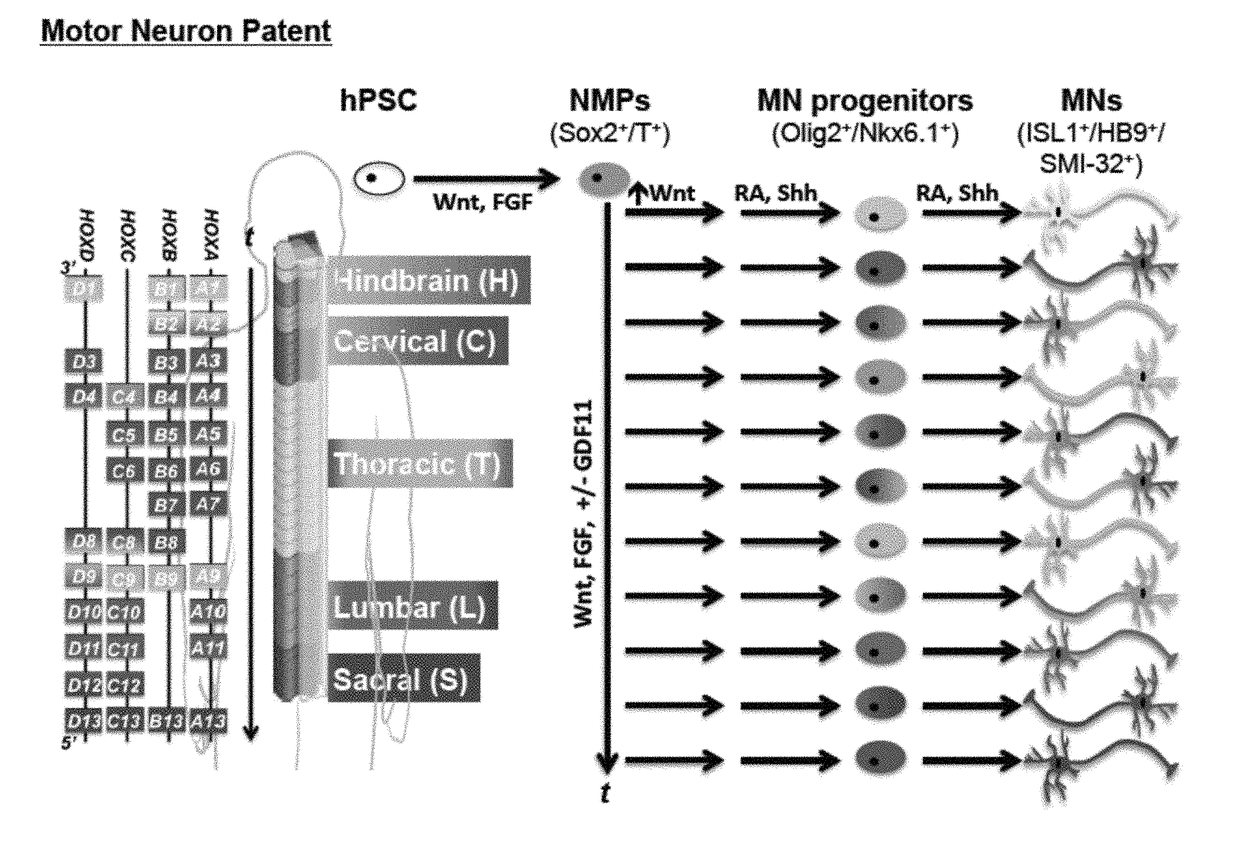 Methods for efficient derivation of human motor neurons from diverse spinal regions