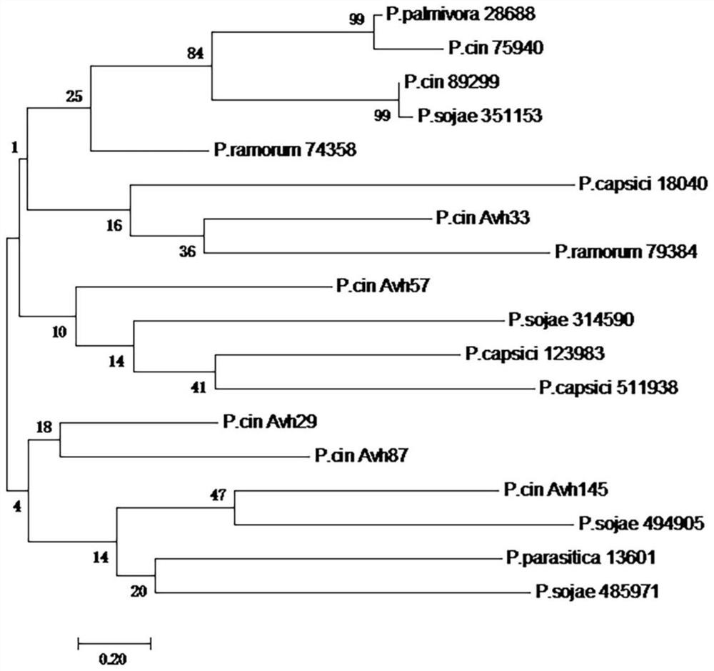 Phytophthora cinnamomi effector protein Avh57 and application thereof