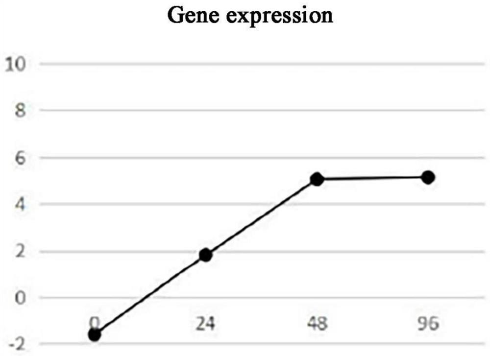 Phytophthora cinnamomi effector protein Avh57 and application thereof