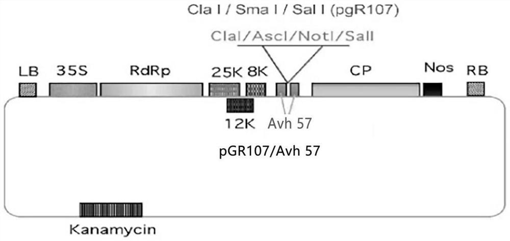 Phytophthora cinnamomi effector protein Avh57 and application thereof