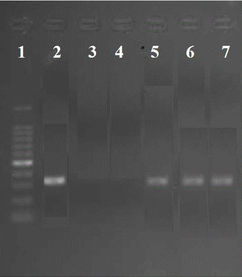 Kit for detecting one pathogenic mutation site in male infertility Galntl5 gene, and PCR amplification method thereof