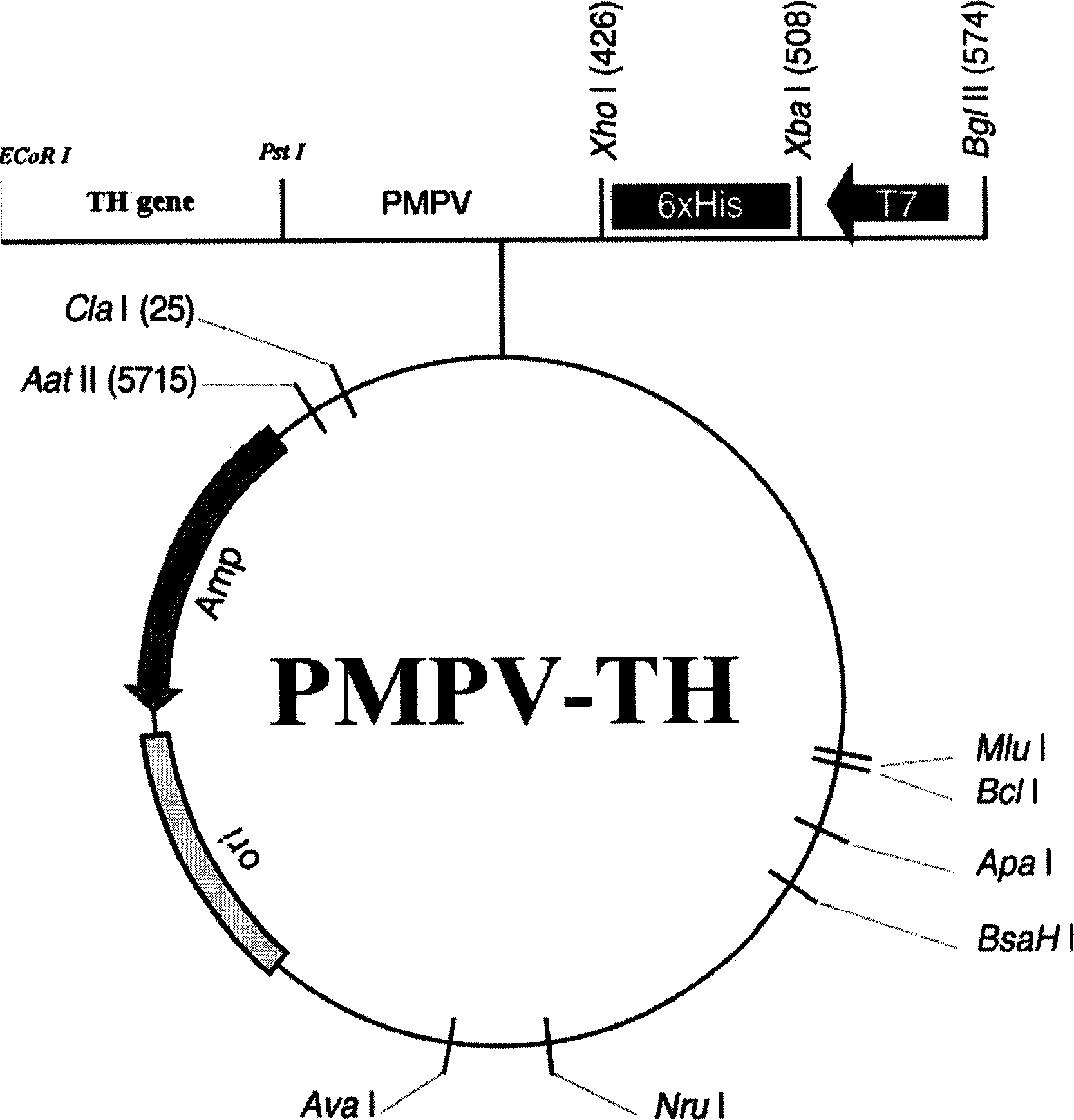 Serial medicine carriers, tyrosine hydrozylase fusion protein as new carrier and its prepn