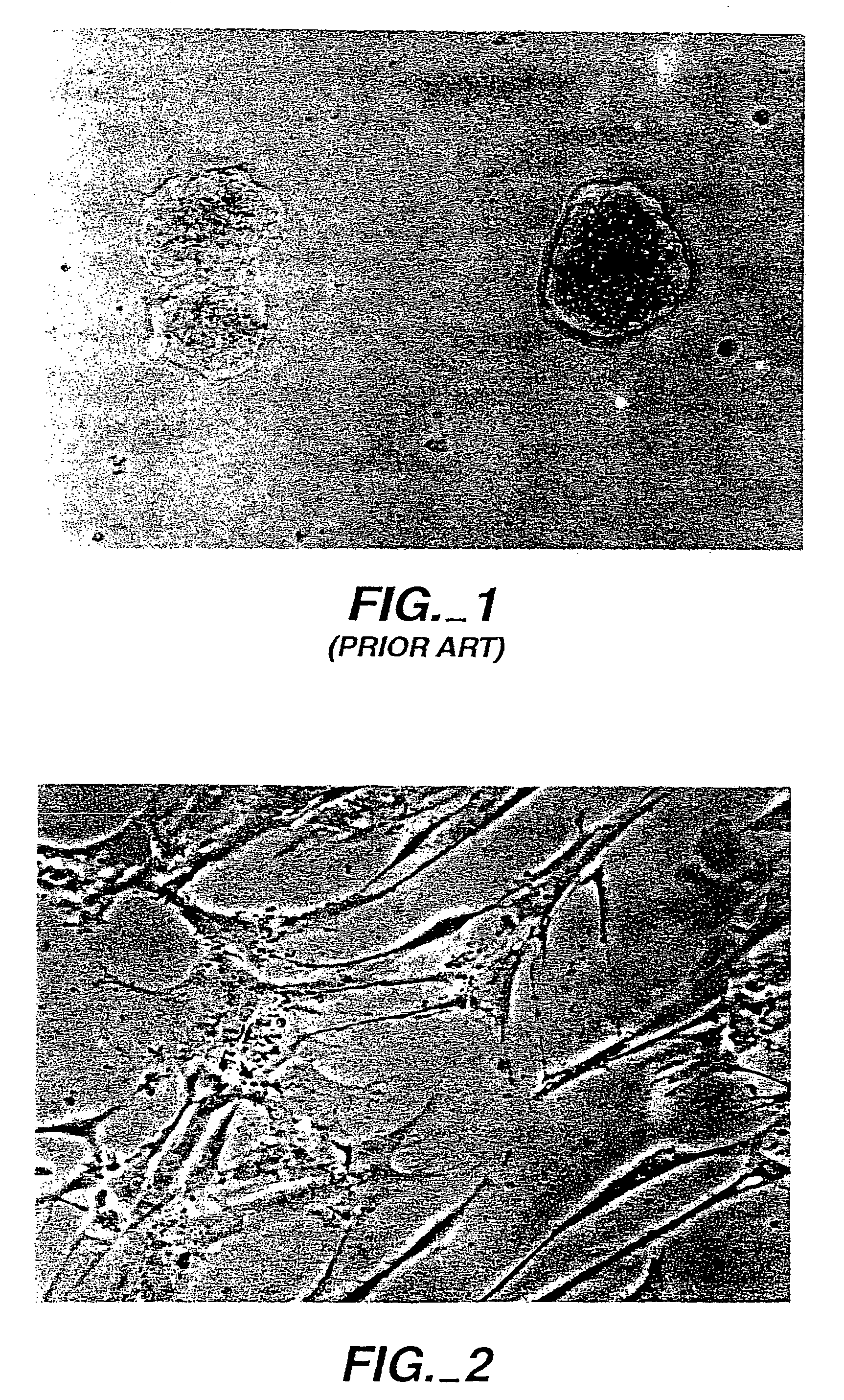 Synthetic compounds and compositions with enhanced cell binding