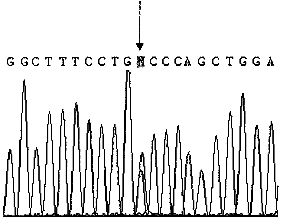 CYP2D6 gene segment containing 2519A&gt;C mutation, coded protein fragment thereby and applications thereof