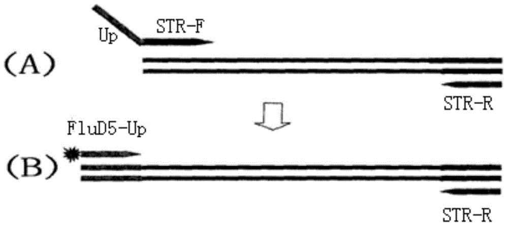 Microsatellite colorectal cancer instability amplification system and detection kit thereof