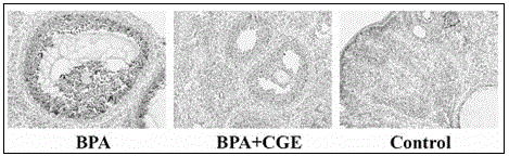 Preparation method and use of oyster bioactive peptides