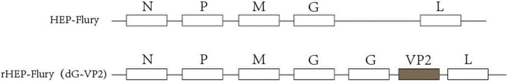 Recombinant rabies virus carrying two genes G and gene VP2 and application of recombinant rabies virus