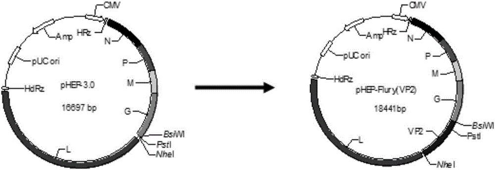 Recombinant rabies virus carrying two genes G and gene VP2 and application of recombinant rabies virus