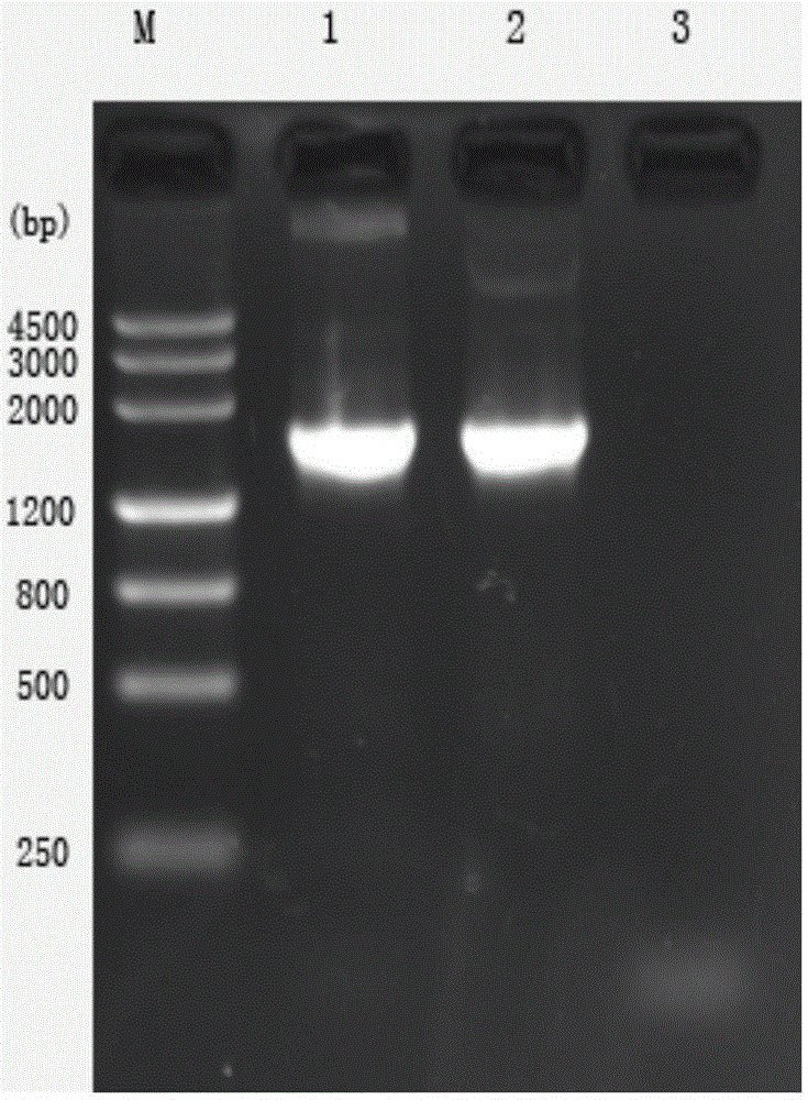 Recombinant rabies virus carrying two genes G and gene VP2 and application of recombinant rabies virus