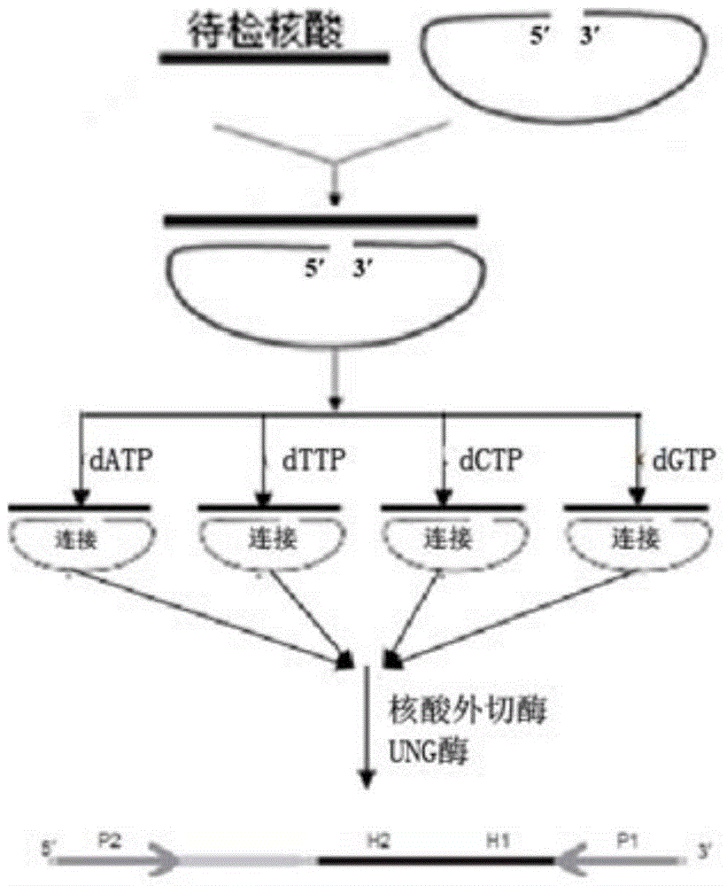 Molecular inversion probe for detecting hepatitis B virus yvdd drug resistance mutation and its application