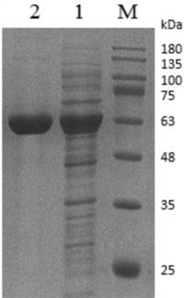 Phenylacetone monooxygenase and application thereof in preparation of prazole drugs