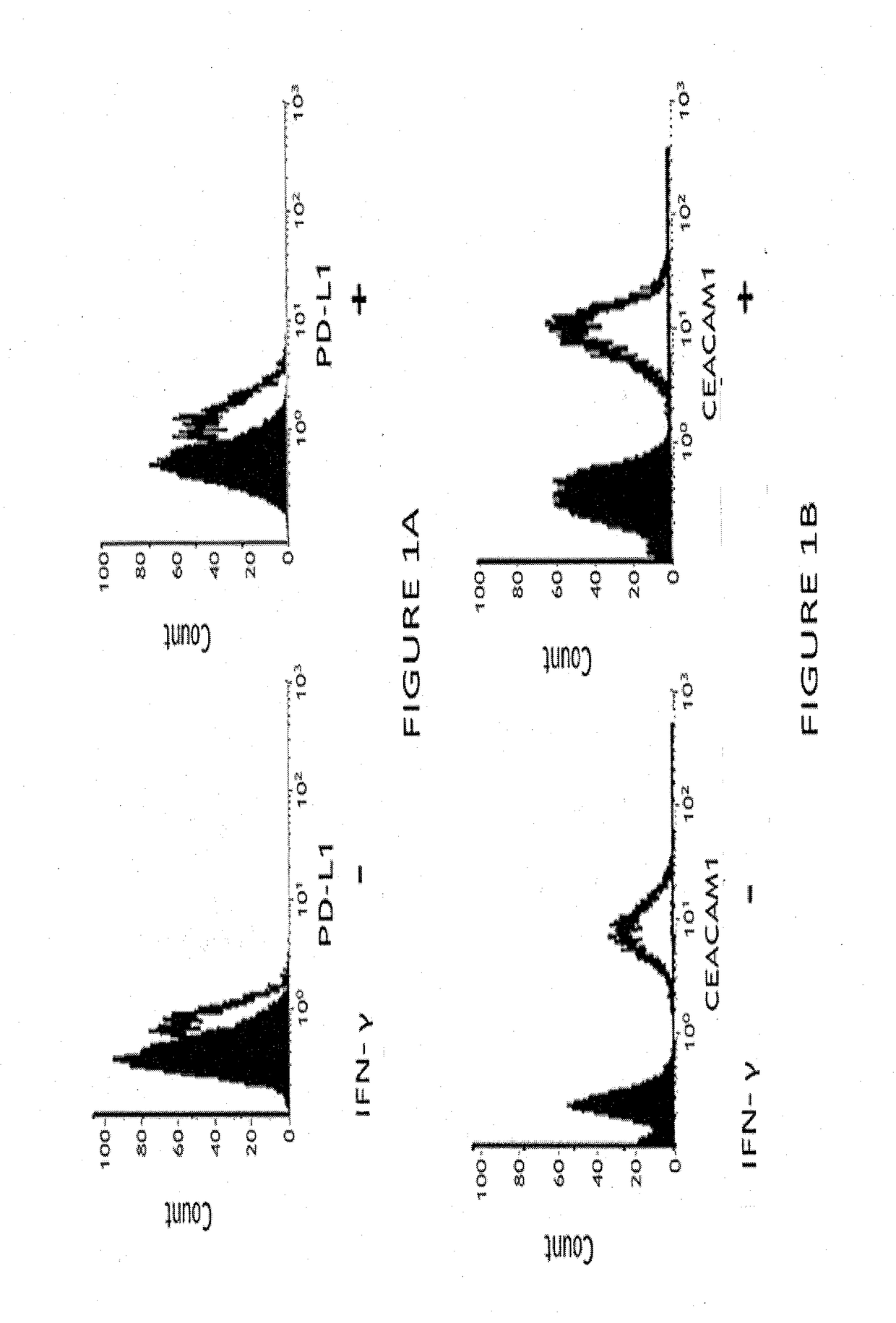 Compositions comprising Anti-ceacam1 and Anti-pd antibodies for cancer therapy