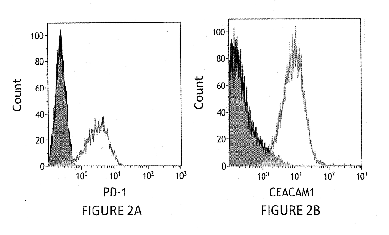 Compositions comprising Anti-ceacam1 and Anti-pd antibodies for cancer therapy