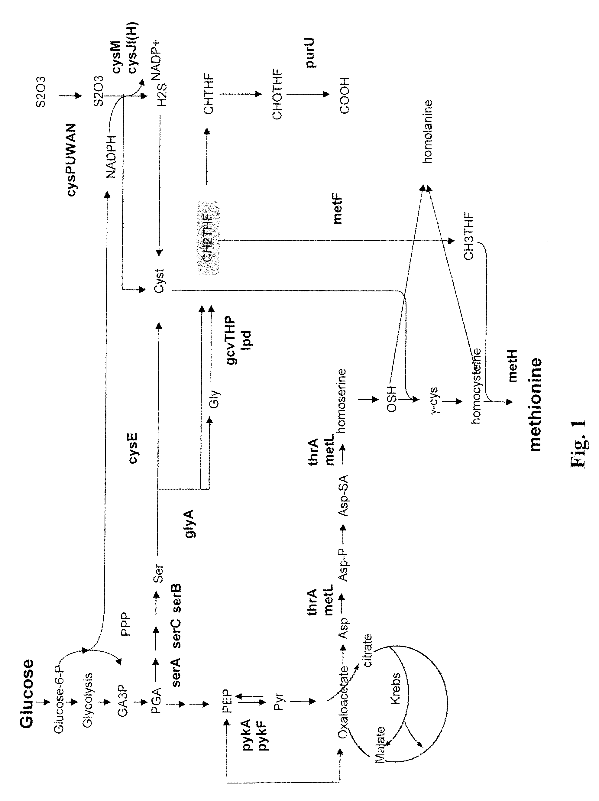 Increasing methionine yield