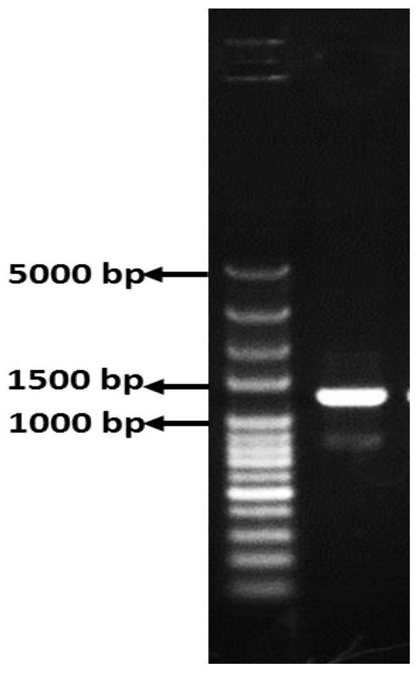 Internal reference gene, primer pair and application of purple cabbage