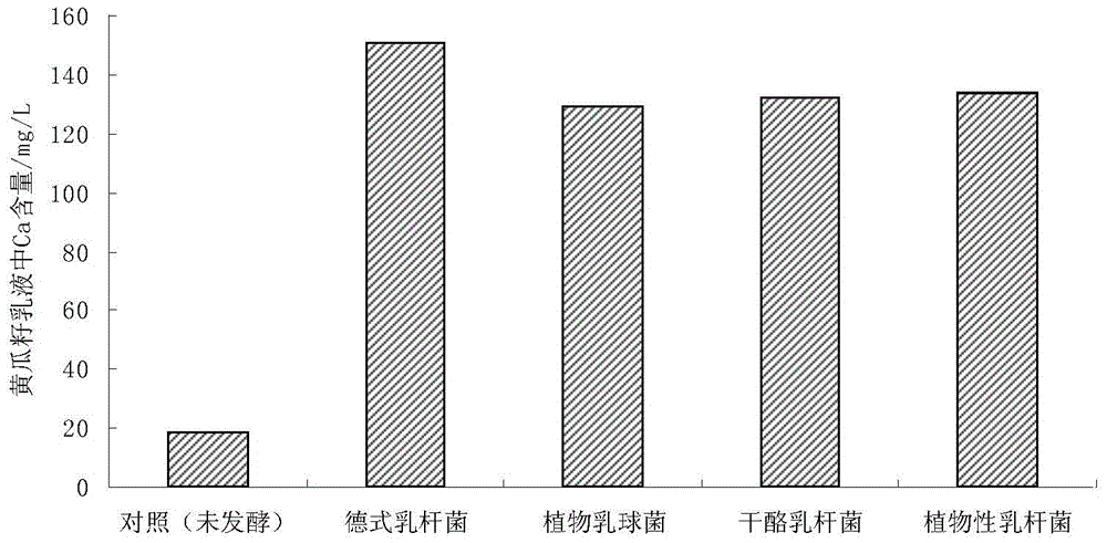 Preparation method of high-calcium lactic acid bacteria fermented cucumber seed beverage