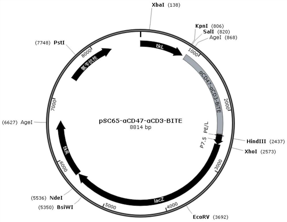 Bispecific T-cell adapter, recombinant oncolytic virus thereof and application of bispecific T-cell adapter and recombinant oncolytic virus