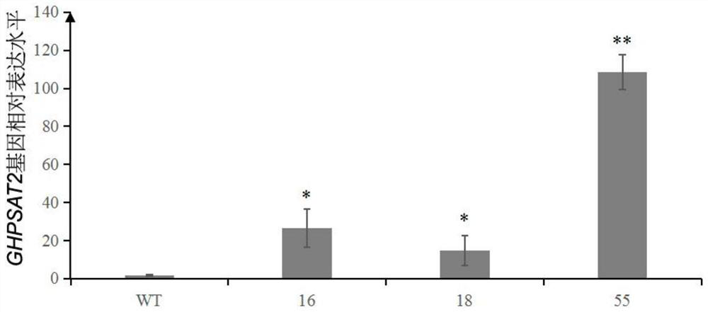 Application of Cotton ghpsat2 Gene in Promoting Plant Flowering