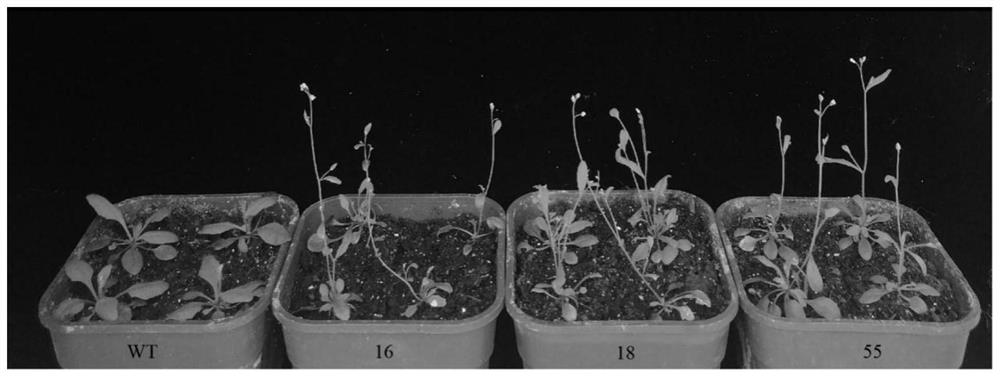 Application of Cotton ghpsat2 Gene in Promoting Plant Flowering