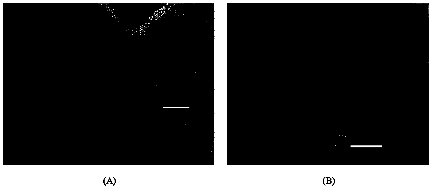 NT-BMPkE with bacteria resistance as well as preparation and application thereof