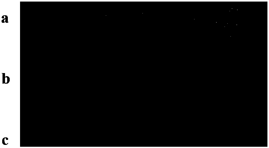 Use and utilizing method of genes dtrA and dtr B of two-component system