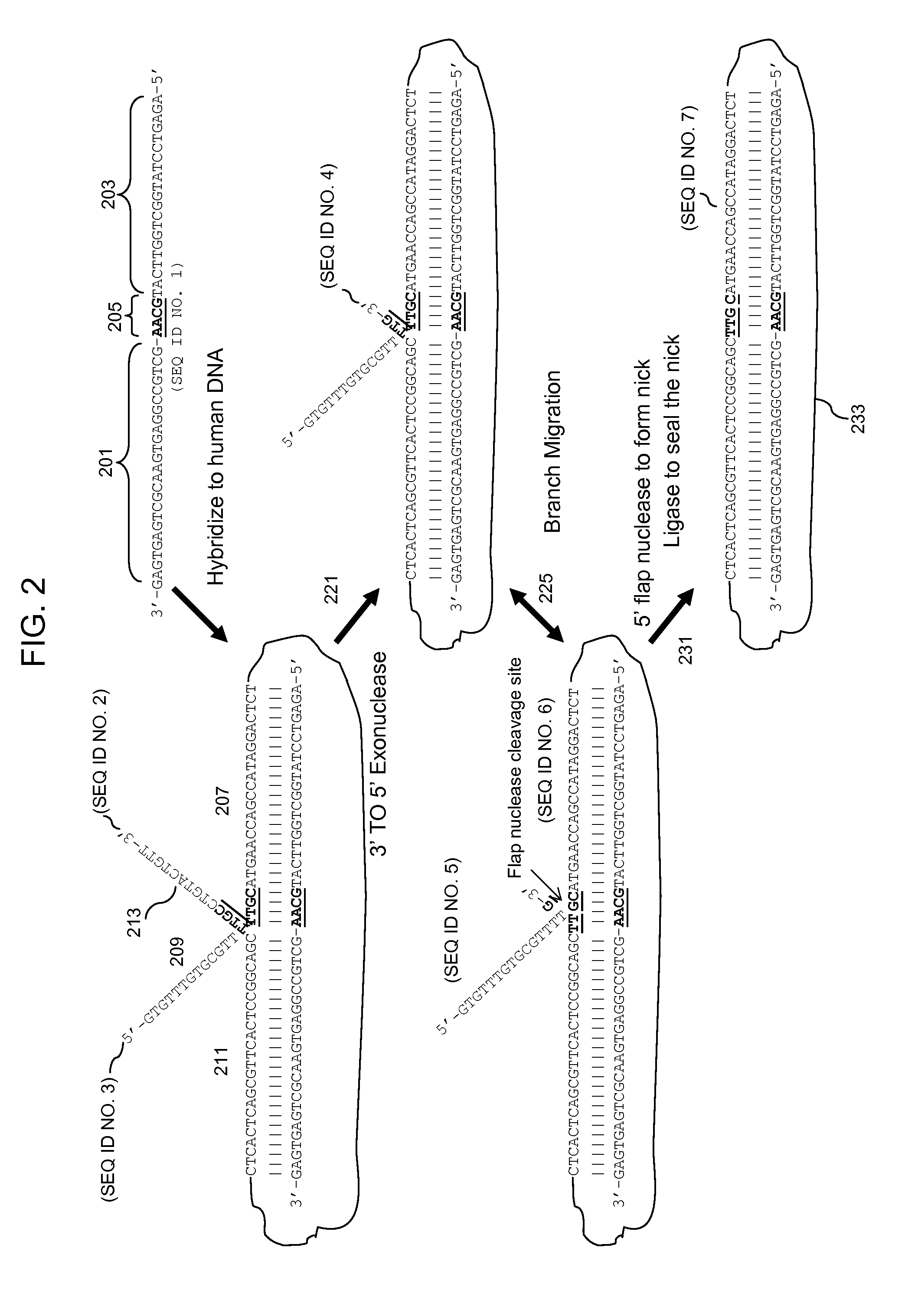 Multiplex targeted amplification using flap nuclease