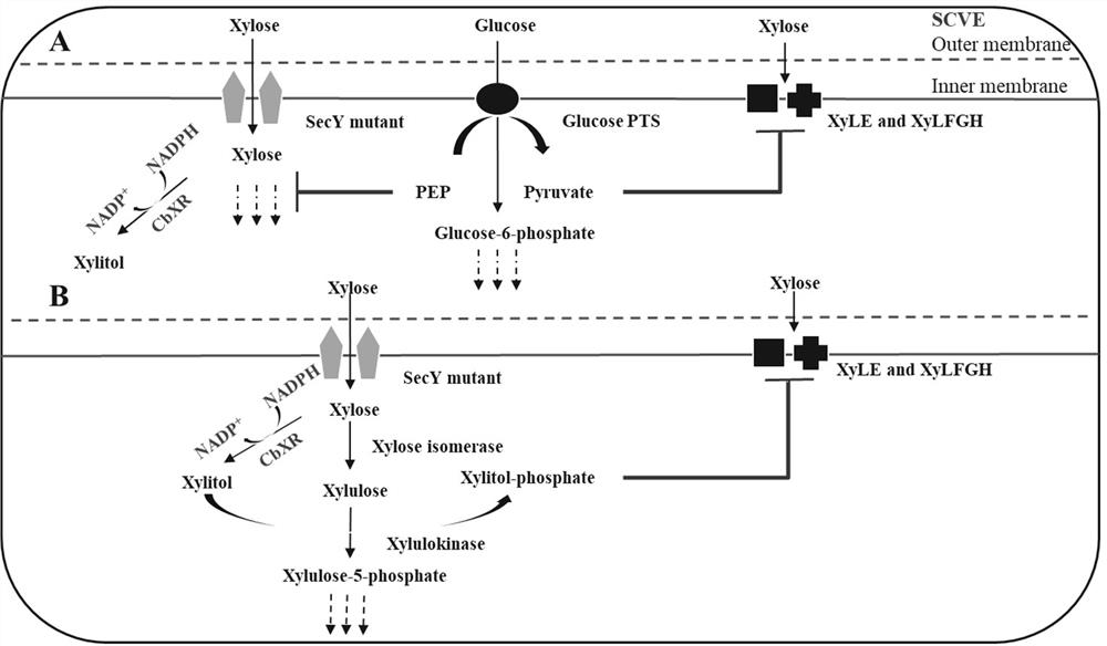 Intelligent regulation and control method for carbon metabolism flow of xylitol produced by escherichia coli